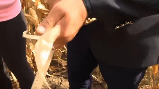 Регуляторы роста "Сизам Нано" и "Грейнактив- С"-кукуруза 2015 год смотреть онлайн