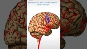 Фруктовый врач.