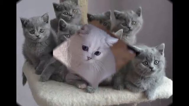 1 МАРТА - ДЕНЬ РОЖДЕНИЯ КОШЕК! смотреть онлайн