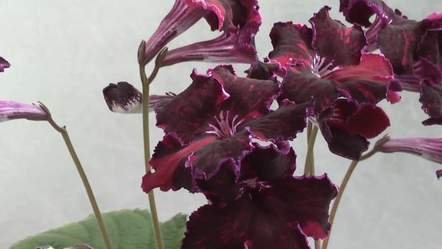 DS-1059 Стрепсы Диметрис май 2014 смотреть онлайн