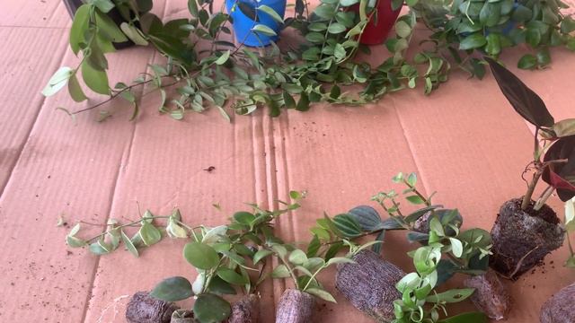X’mas special combo offer🤩🤩😵| THARAPPEL NURSERY смотреть онлайн