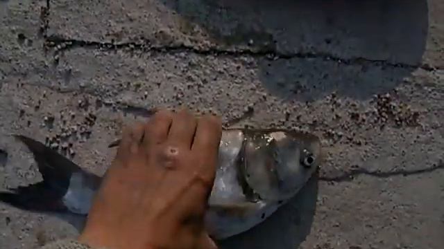 Деформированный толстолобик ! Deformed carp смотреть онлайн