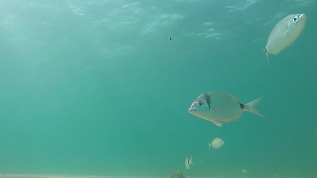 VLOG:Морские обитатели,Релакс,Тирренское Море смотреть онлайн