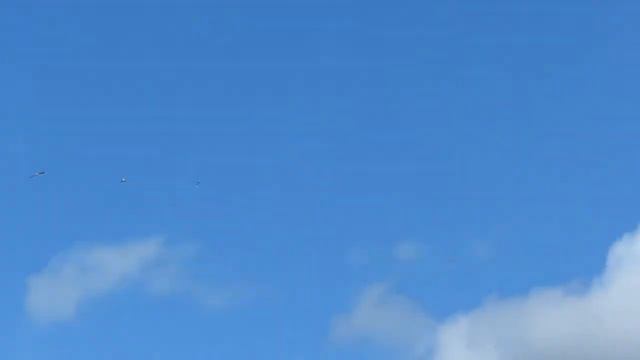 Дикие утки над городом смотреть онлайн