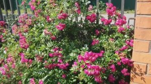 Непрерывно, обильно цветущая плетистая роза Супер Эксэльза.(Германия).