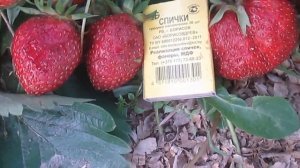 Сорт клубники Соловушка .Саженцы клубники -Витебск