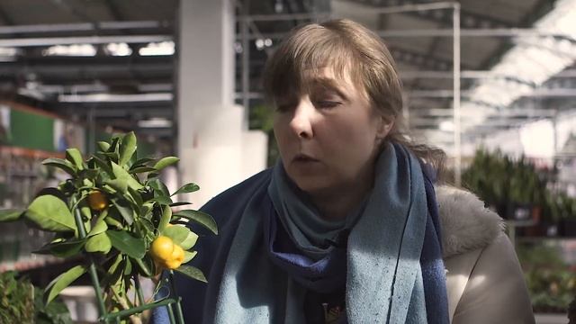 Как выбрать цитрусовые, выращивание цитрусовых, уход за цитрусовыми, домашние цитрусовые смотреть онлайн