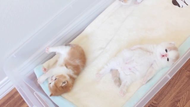 Котята экзоты - экзотические короткошерстные котята смотреть онлайн