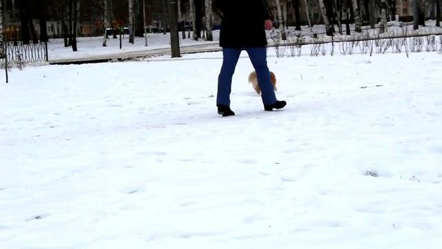 Померанский шпиц зимой. Мальчик, 9 месяцев. смотреть онлайн