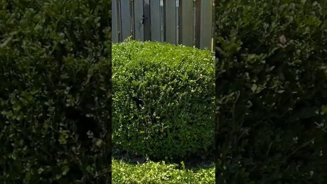 DeWalt 20v Hedge Trimmer Testing, Review смотреть онлайн