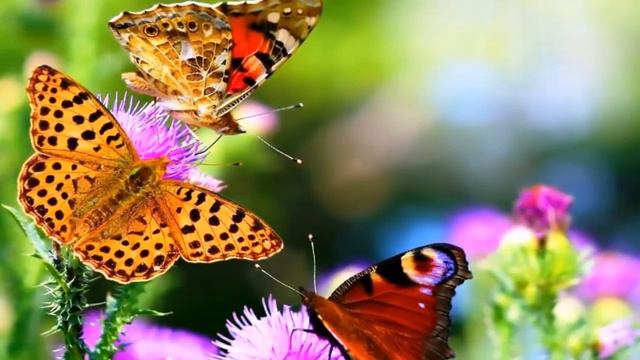 Ангел во плоти . По ту сторону Света . смотреть онлайн