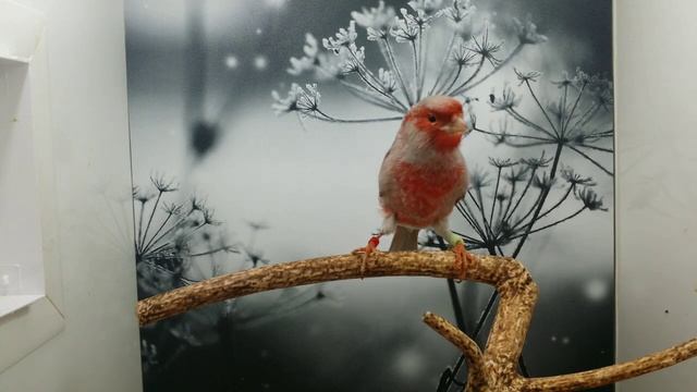 Самцы чёрный серокрылый красный мозаик смотреть онлайн