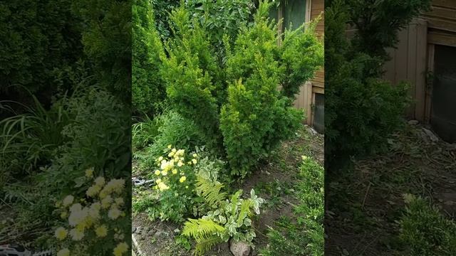 Тис ягодный, формирование косметическое