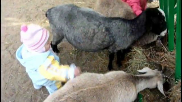 Весёлый зоопарк смотреть онлайн