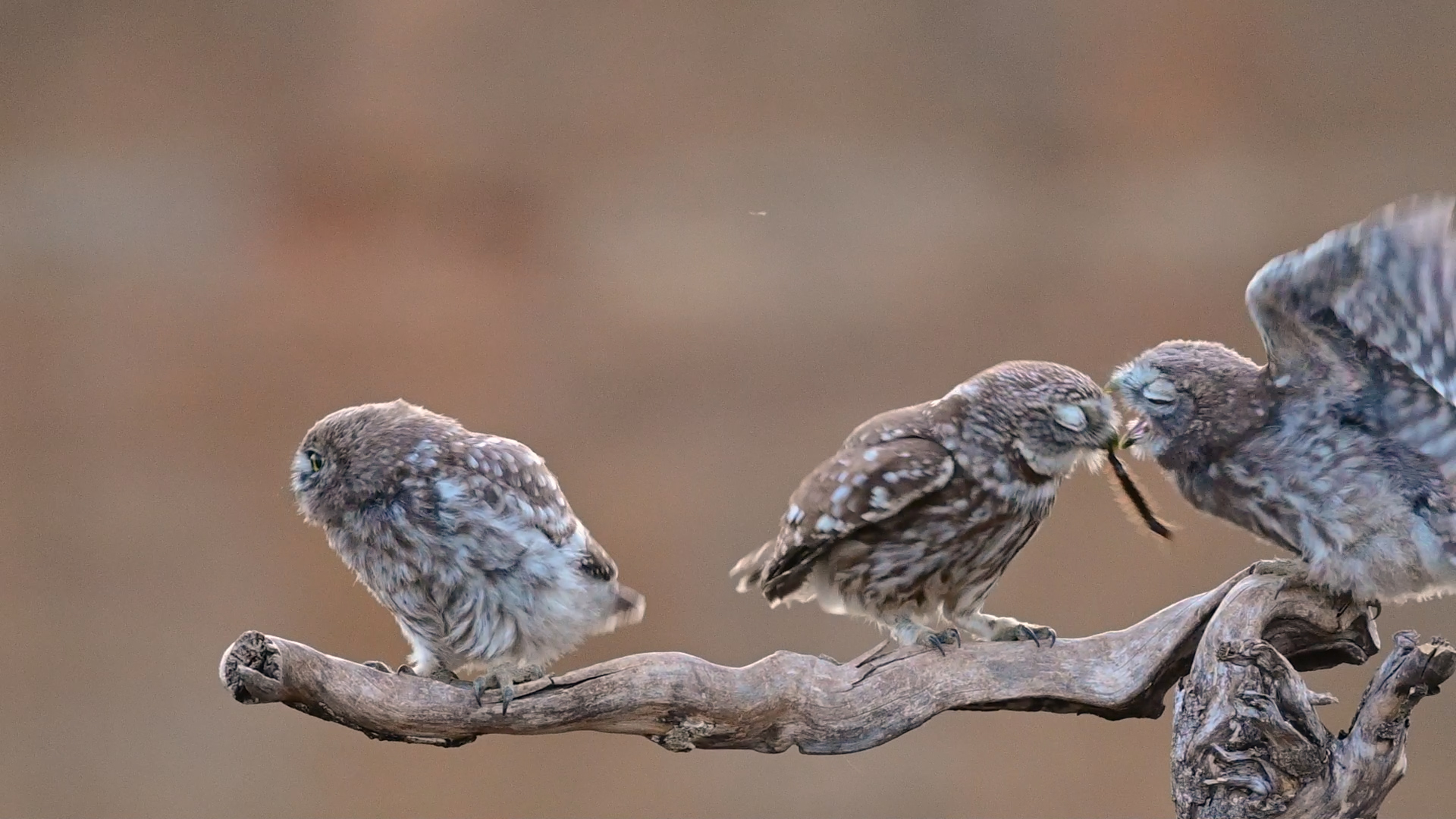 Сычи и сколопендра. Совиные истории. смотреть онлайн