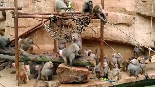 Кёльнский ЗООПАРК. Павианы. смотреть онлайн