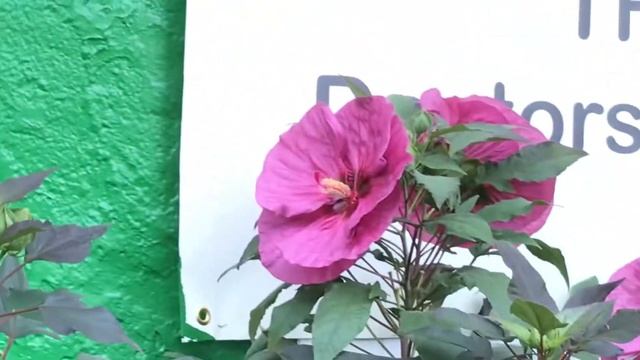 Giant Hibiscus | Hibiscus moscheutos смотреть онлайн