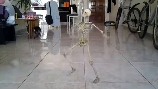 Прикол с собакой и скелетом смотреть онлайн