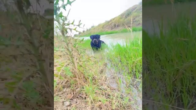 Собака Ротвейлер купается в реке смотреть онлайн