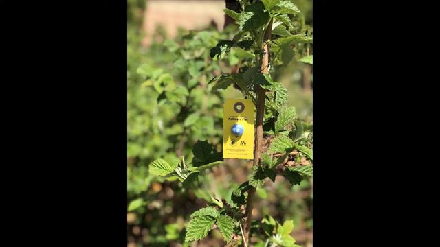 How to use Pollinate Plus. How to use a bee attractant in your garden. Tips for attracting bees. смотреть онлайн