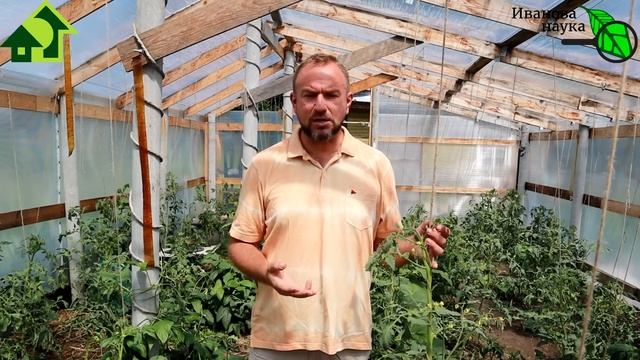 Больше завязей - больше ВКУСНЫХ плодов. Увеличиваем урожай ТОМАТА вообще БЕЗ ПОДКОРМОК и УДОБРЕНИЙ! смотреть онлайн