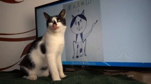 КОТ МАЛЫШ и РИСУНКИ ОТ ПОДПИСЧИКОВ! СМЕШНОЙ КОТ МАЛЫШ и кролик Баффи это Леди Баф и Супер кот