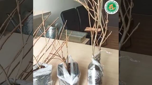 Двухлетние саженцы