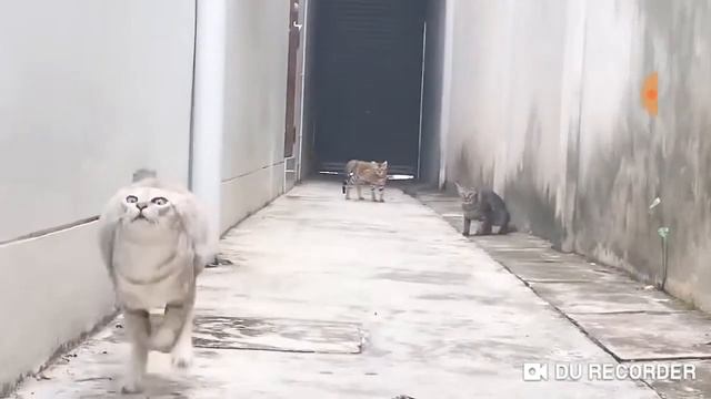 Что делать когда напали на тебя бешеный коты смотреть онлайн