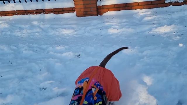 Питбуль Иллария красивое видео смотреть онлайн