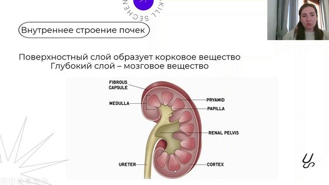 Анатомия | Анатомия почек смотреть онлайн