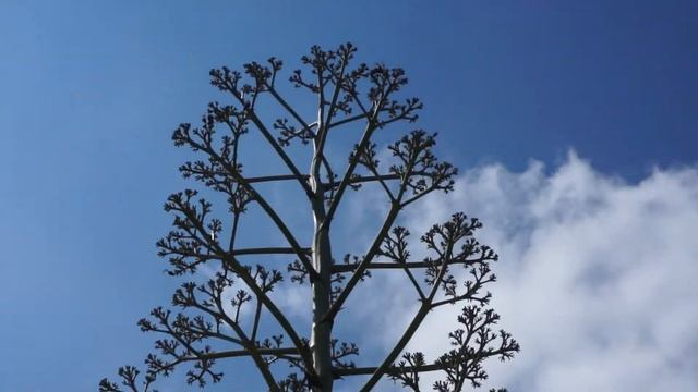 Цвет Агавы на Северном Кипре смотреть онлайн