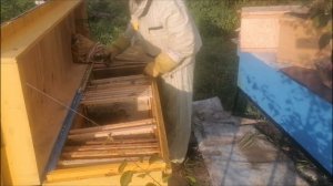 Улей Кононова на 48 рамок  Отбор мёда  Результат сезона