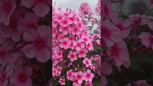 Флокс цветущий по всей длине ствола. смотреть онлайн