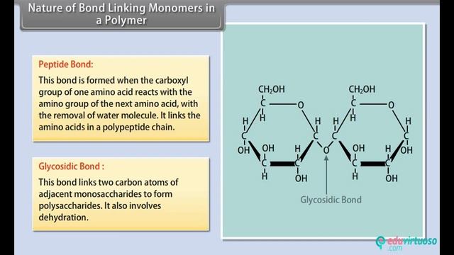 Class 11 | Biology | CBSE | Biomolecules | ICSE | Free Tutorial смотреть онлайн