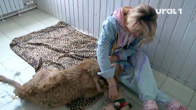 Предполагаемый мучитель львёнка Симбы задержан полицией смотреть онлайн