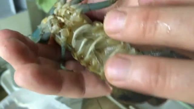 Как отличить самку от самца Австралийского рака смотреть онлайн