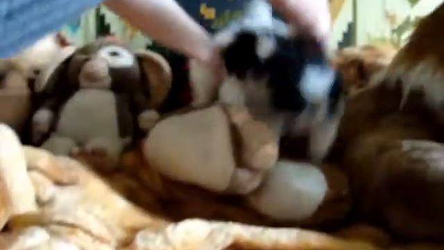 пекинесики смотреть онлайн