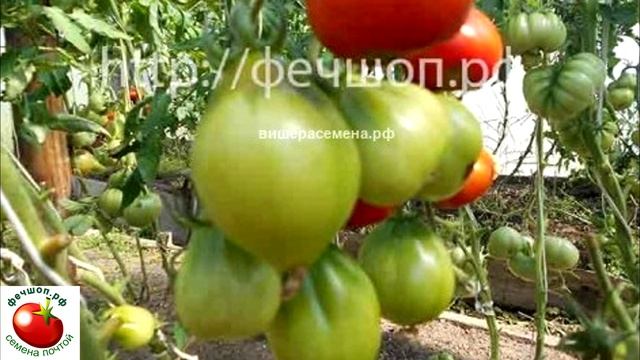 Сорта помидоров, которые растут у меня. Часть 2 смотреть онлайн