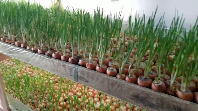 Лук на перо зимой - бизнес ИДЕЯ// Выгонка лука на зелень в помещении//Прибыльный бизнес смотреть онлайн