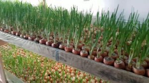 Лук на перо зимой - бизнес ИДЕЯ// Выгонка лука на зелень в помещении//Прибыльный бизнес