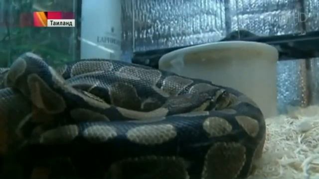 Любопытная туристка в Таиланде едва не осталась без носа смотреть онлайн