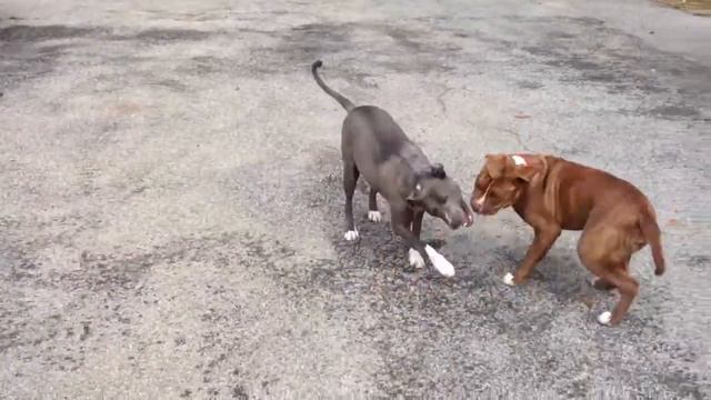 Lebowski the ambull pup смотреть онлайн