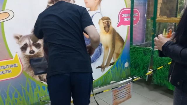 Соня в зоопарке. г.Чита. смотреть онлайн