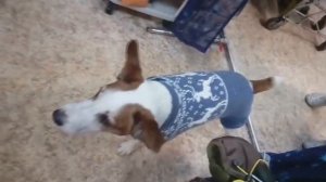 Джек рассел, свитер