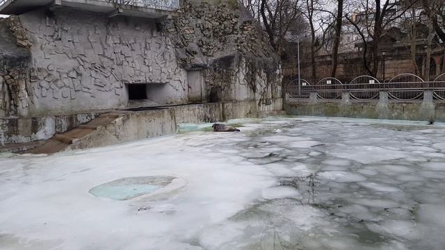 Калининградский зоопарк. смотреть онлайн