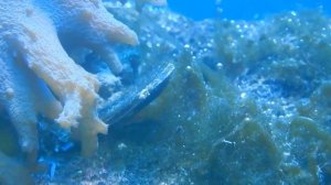Двустворчатые моллюски морские и пресноводные.