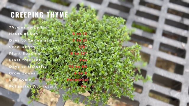Everything You Need to Know About Creeping Thyme! смотреть онлайн