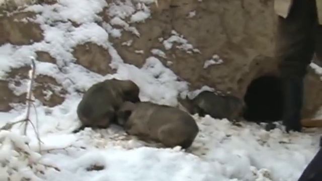 Саги дахмарда 2005-06 год, экспедиция Арунаса Деруса, часть 12 смотреть онлайн