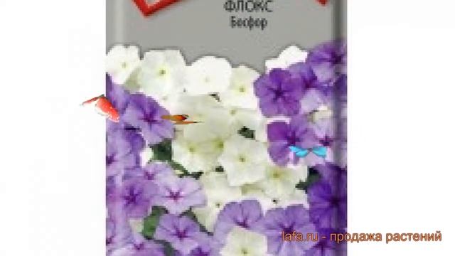 Флокс обыкновенный Босфор (bosfor) ? флокс Босфор обзор: как сажать семена флокса Босфор смотреть онлайн