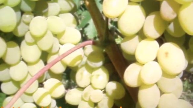 Виноград ПЛЕВЕН смотреть онлайн